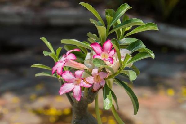 沙漠玫瑰的换盆方法，更换时保留部分旧土