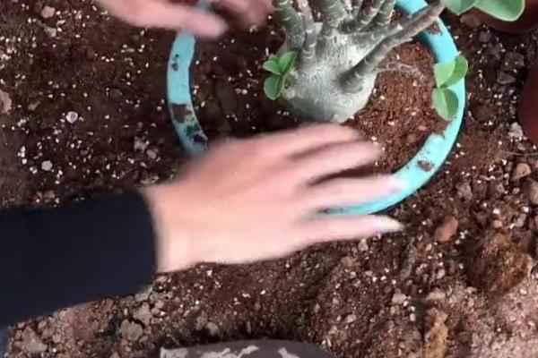 沙漠玫瑰的换盆方法，更换时保留部分旧土