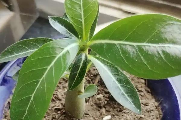 沙漠玫瑰的换盆方法，更换时保留部分旧土