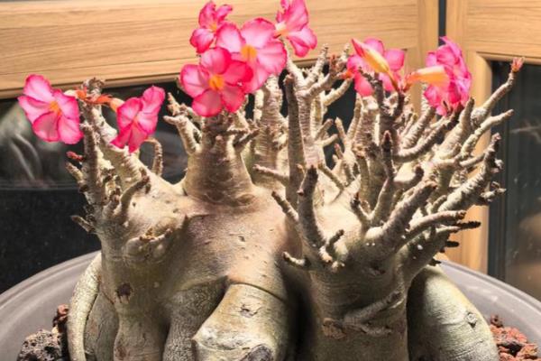 沙漠玫瑰的换盆方法，更换时保留部分旧土