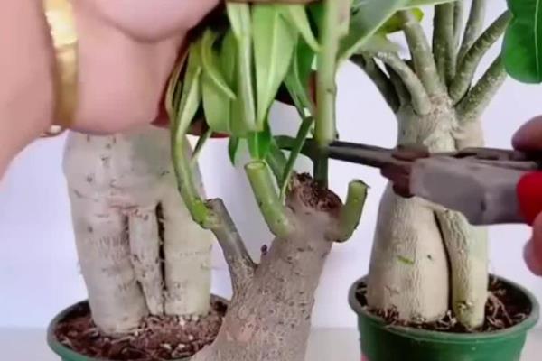 沙漠玫瑰的换盆方法，更换时保留部分旧土