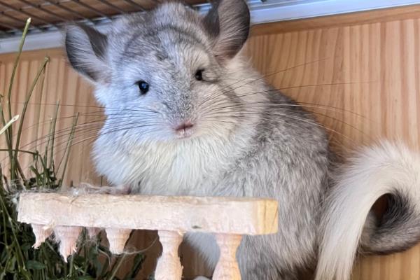 龙猫不吃东西怎么处理，可以让它饿一会儿