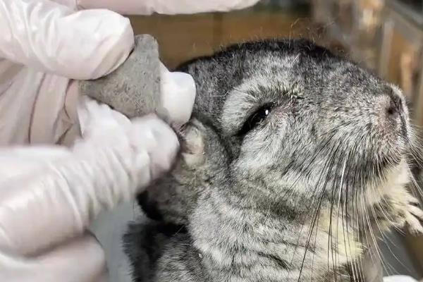 龙猫不吃东西怎么处理，可以让它饿一会儿