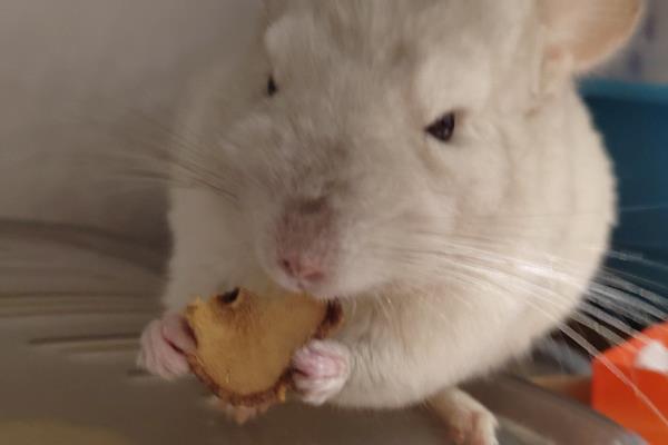 龙猫不吃东西怎么处理，可以让它饿一会儿