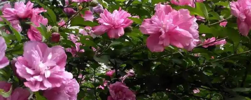 木槿花的外观，花萼呈钟形