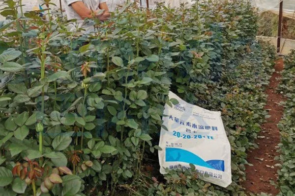 大量元素水溶肥的作用，具有促根壮苗、保果膨果等效果