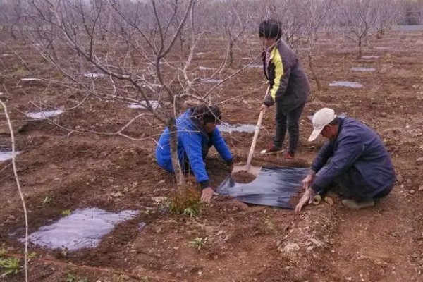 大量元素水溶肥的作用，具有促根壮苗、保果膨果等效果