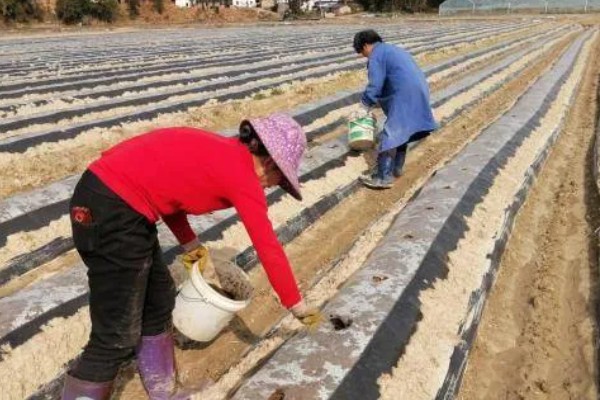 大量元素水溶肥的作用，具有促根壮苗、保果膨果等效果