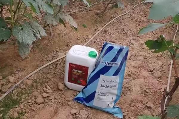 大量元素水溶肥的作用，具有促根壮苗、保果膨果等效果