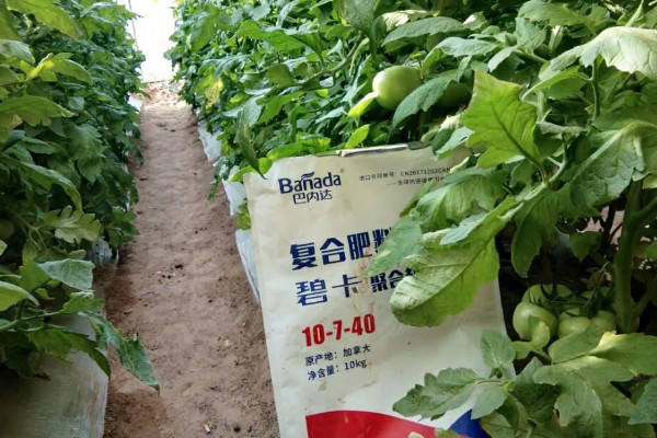 大量元素水溶肥的作用，具有促根壮苗、保果膨果等效果