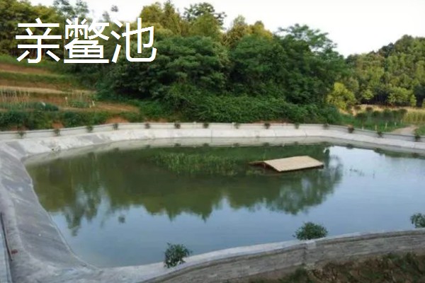 甲鱼如何喂养，适宜水深为1.5米左右