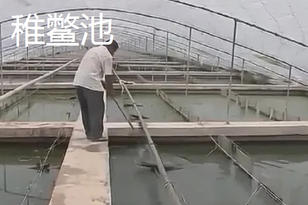 甲鱼如何喂养，适宜水深为1.5米左右