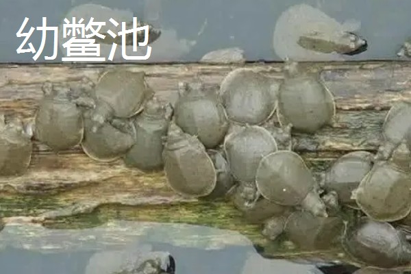 甲鱼如何喂养，适宜水深为1.5米左右