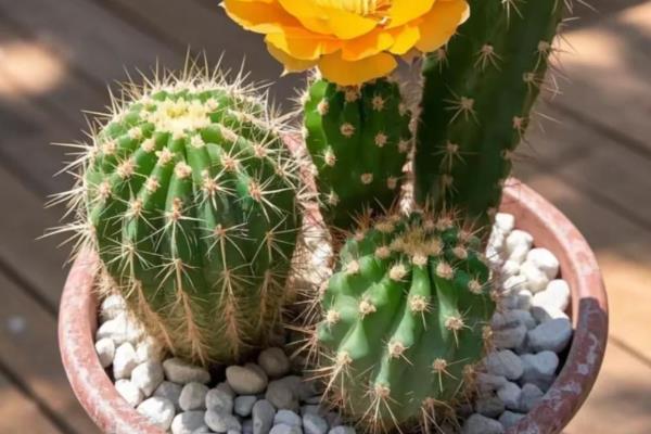 耐旱又好成活的花卉有哪些，有仙人掌、龙舌兰等