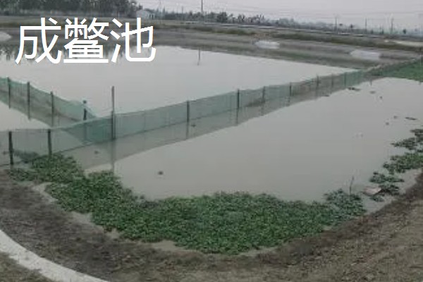 甲鱼如何喂养，适宜水深为1.5米左右