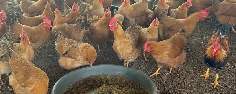 鸡感染大肠杆菌怎么办，症状明显可以注射卡那霉素等药物