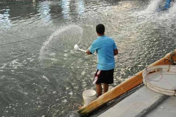 甲鱼如何喂养，适宜水深为1.5米左右