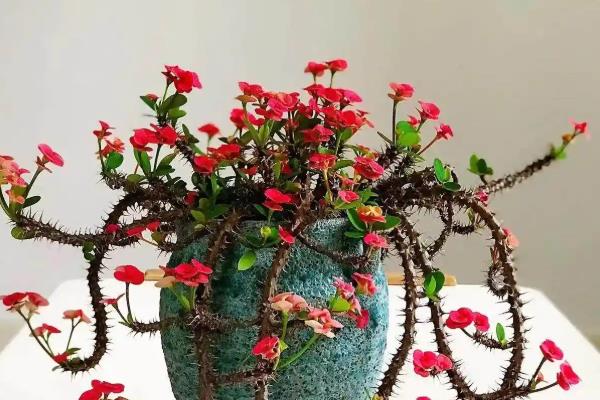 耐旱又好成活的花卉有哪些，有仙人掌、龙舌兰等