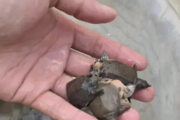 甲鱼如何喂养，适宜水深为1.5米左右