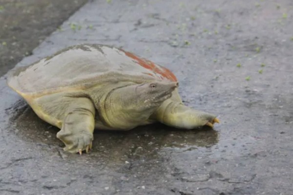 甲鱼如何喂养，适宜水深为1.5米左右