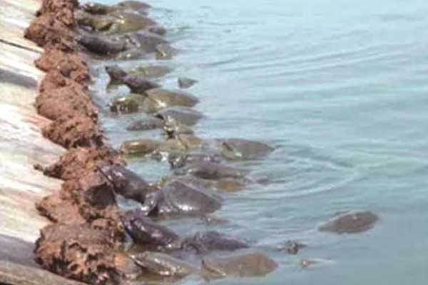 甲鱼如何喂养，适宜水深为1.5米左右