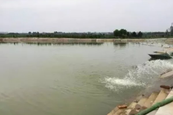 甲鱼如何喂养，适宜水深为1.5米左右