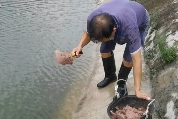 甲鱼如何喂养，适宜水深为1.5米左右