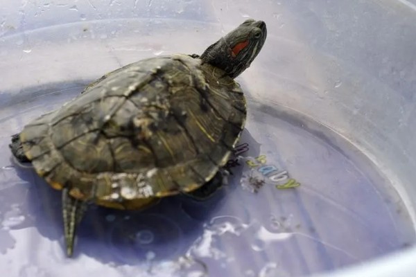 小乌龟可以离开水多久，可以离开水3-6个小时