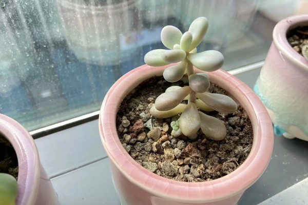 多肉晒多长时间才会变色，因品种、光照强度和时间而异