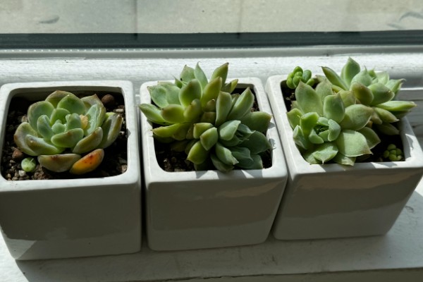 多肉晒多长时间才会变色，因品种、光照强度和时间而异