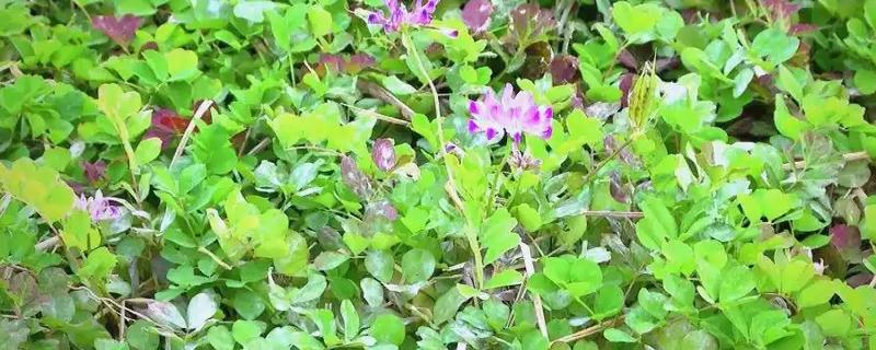 紫云英的种植方法,可撒播或者条播