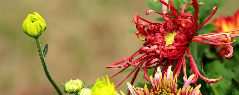 菊花的种类，常见的有夏菊、独本菊等