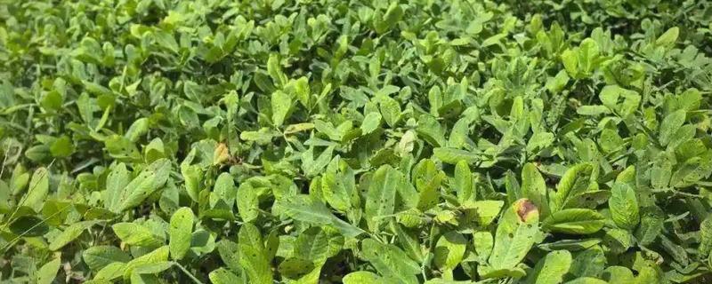 春花生在几月播种，在4-5月份播种