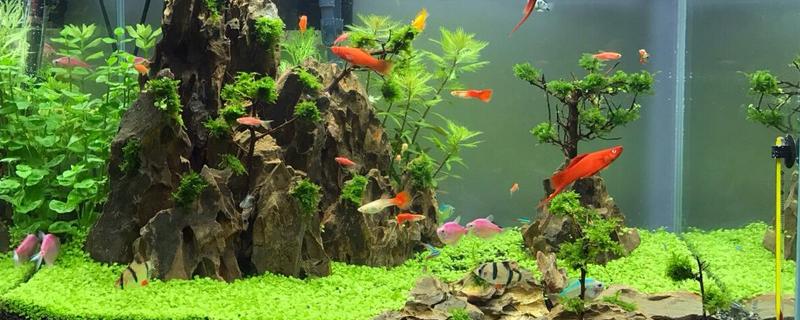 水草缸适合养哪些鱼，推荐灯科鱼、美人科等