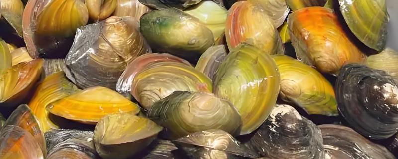 河蚌的生长速度，一年可以长2-5厘米左右