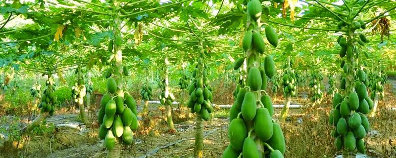 木瓜有哪几种，有番木瓜、夏威夷木瓜等