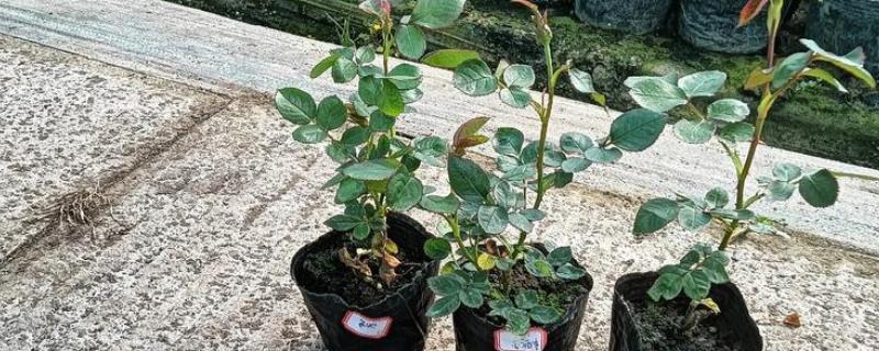 月季小苗一年可以长到什么程度，可以达到1米左右