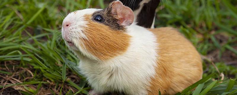 荷兰猪与仓鼠有什么区别，荷兰猪的体型更大且没有尾巴