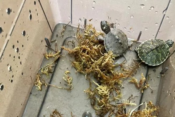 小乌龟可以离开水多久，可以离开水3-6个小时