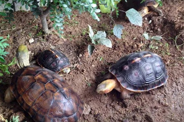 小乌龟可以离开水多久，可以离开水3-6个小时