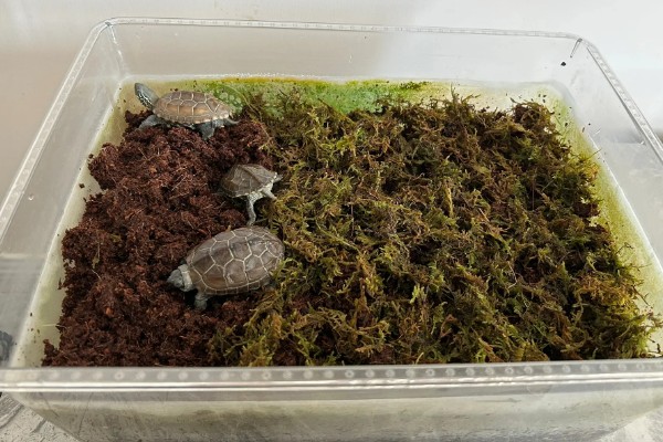 小乌龟可以离开水多久，可以离开水3-6个小时 - 新三农