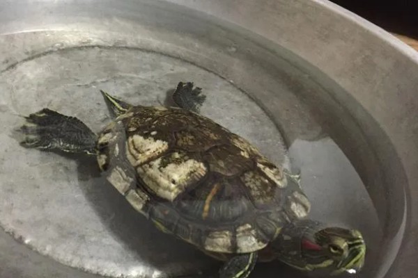 小乌龟可以离开水多久，可以离开水3-6个小时