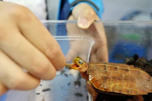 小乌龟可以离开水多久，可以离开水3-6个小时