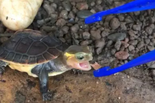 小乌龟可以离开水多久，可以离开水3-6个小时