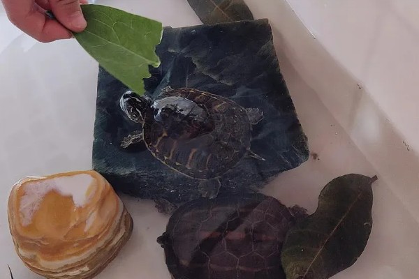 小乌龟可以离开水多久，可以离开水3-6个小时