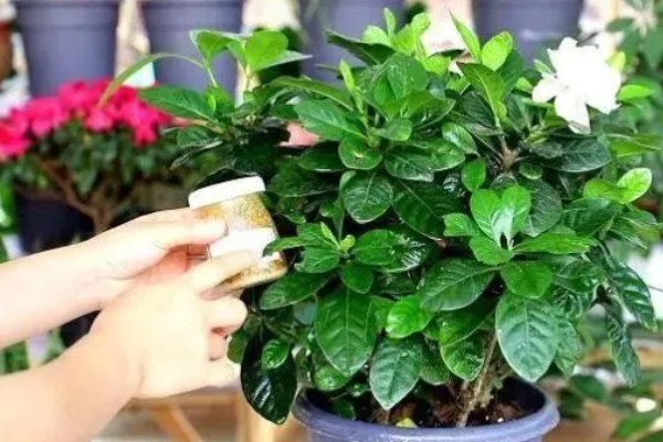 花卉叶子上有黏黏的东西如何解决,出现蚧壳虫可以喷施吡虫啉等药剂