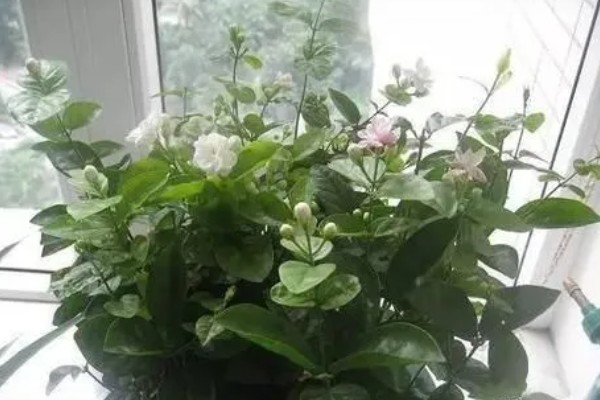 花卉叶子上有黏黏的东西如何解决,出现蚧壳虫可以喷施吡虫啉等药剂