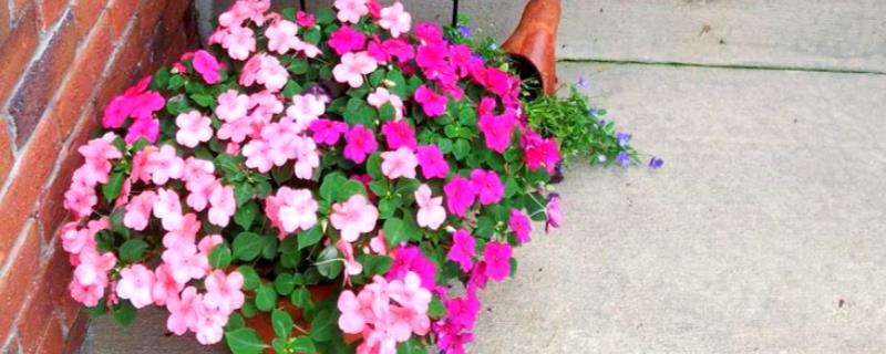 非洲凤仙的耐寒温度，可短暂忍受5℃左右的低温