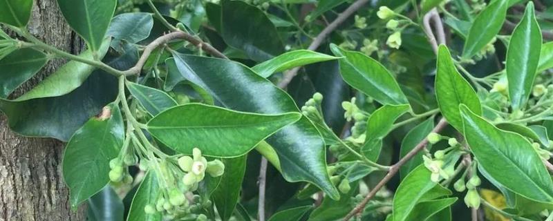 白木香简介，一般是指土沉香