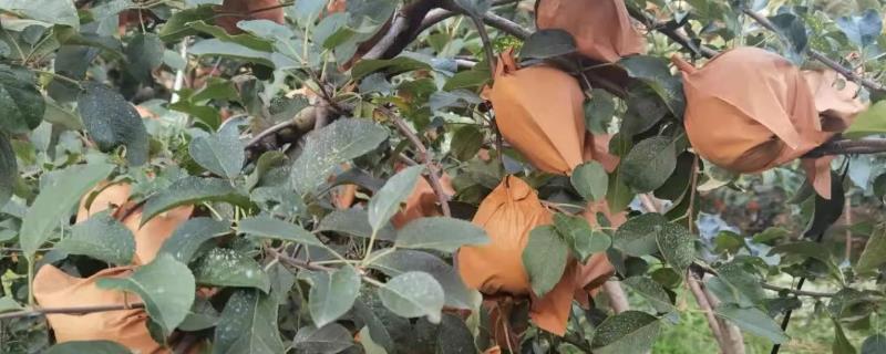 苹果套袋的方法,套袋时注意不要将纸袋贴近果面